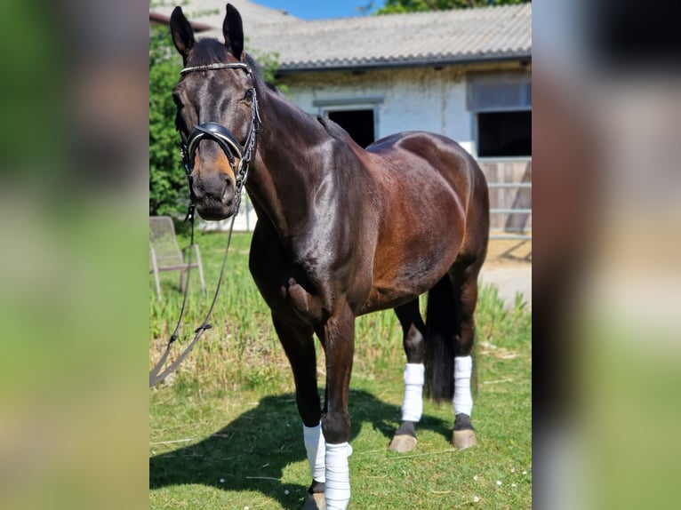 German Sport Horse Gelding 12 years 16.2 hh Smoky-Black in Gräfelfing