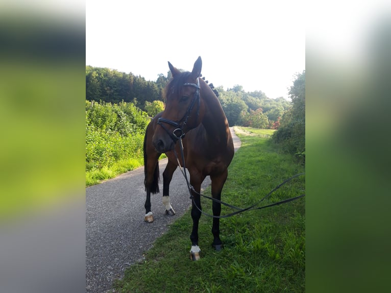 German Sport Horse Gelding 12 years 16.3 hh Brown in Frankenhardt
