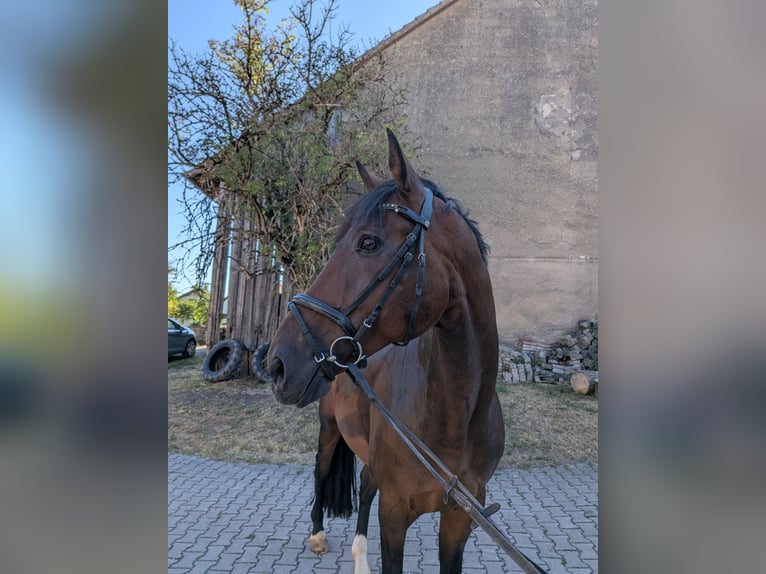 German Sport Horse Gelding 12 years 16.3 hh Brown in Frankenhardt