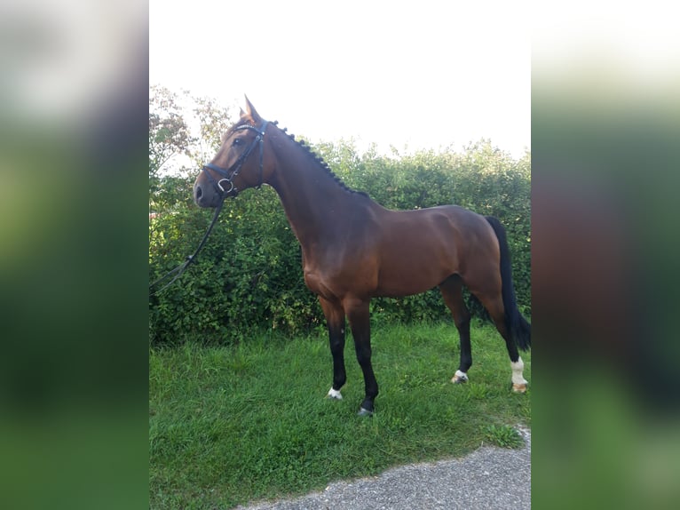 German Sport Horse Gelding 12 years 16.3 hh Brown in Frankenhardt