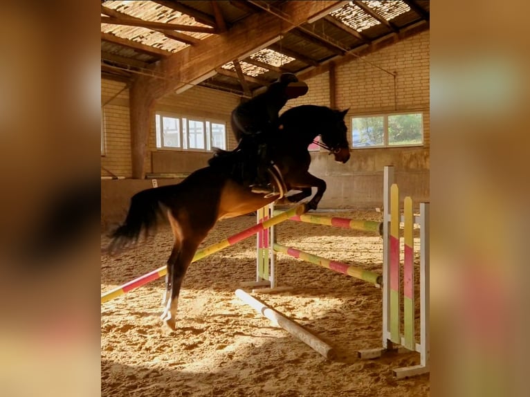 German Sport Horse Gelding 12 years 16 hh Bay-Dark in Kürten