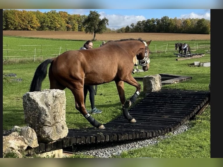 German Sport Horse Gelding 12 years 16 hh Brown in Dittelbrunn