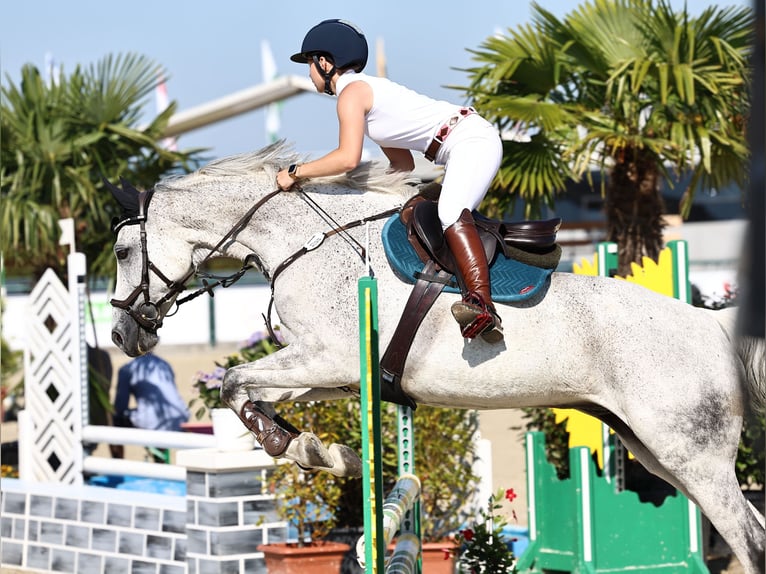 German Sport Horse Gelding 12 years 16 hh Grey-Dapple in Bad Langensalza