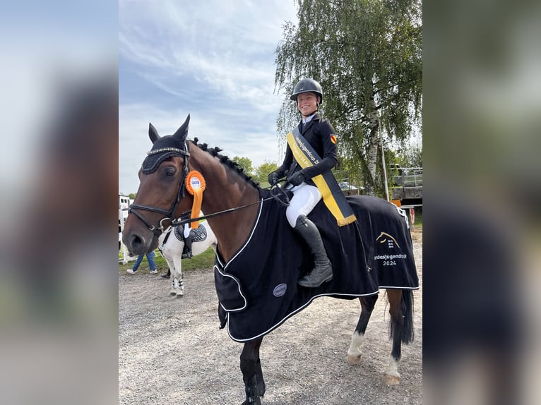 German Sport Horse Gelding 12 years 16,1 hh Brown in Walldorf