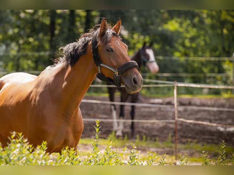 German Sport Horse Gelding 12 years 16,1 hh Brown in Lienen