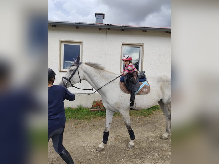 German Sport Horse Gelding 12 years 16,1 hh Grey in Springe