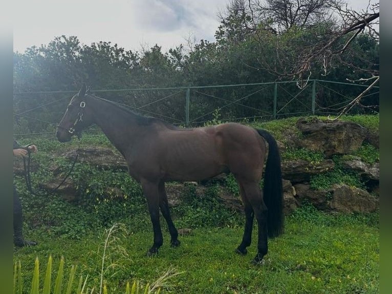 German Sport Horse Gelding 12 years 16,1 hh  in GROTE-BROGEL