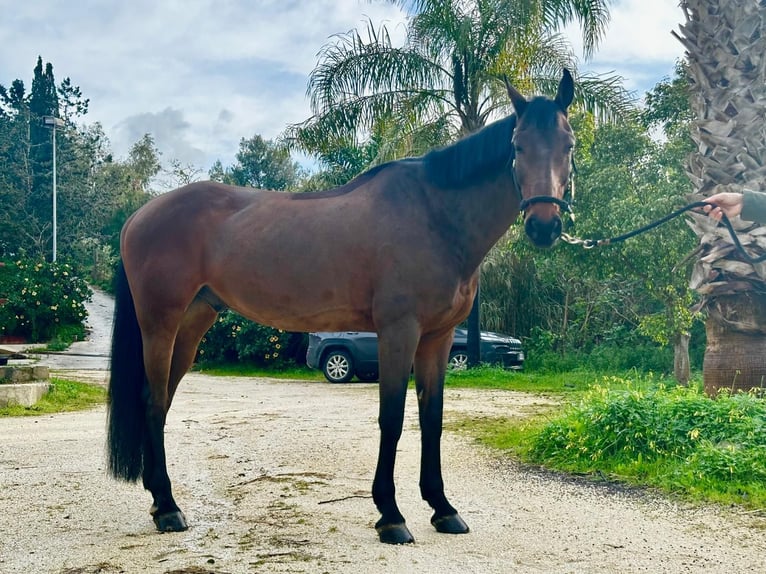 German Sport Horse Gelding 12 years 16,1 hh  in GROTE-BROGEL