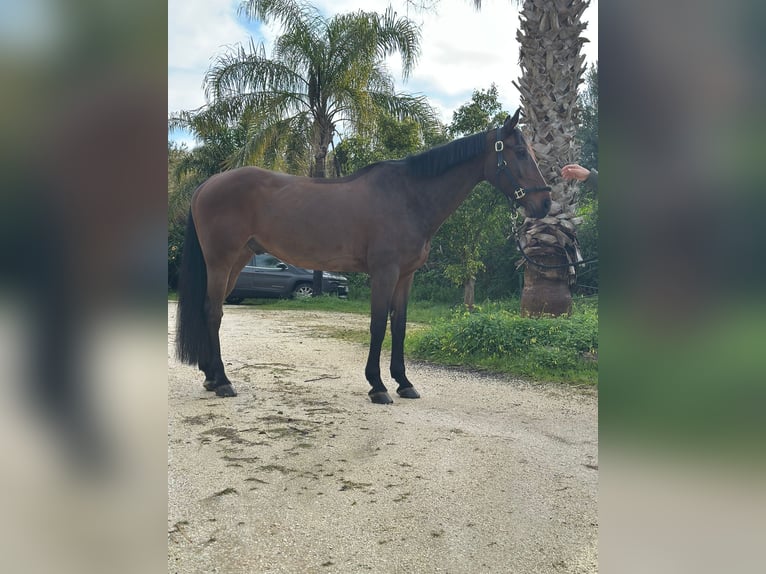 German Sport Horse Gelding 12 years 16,1 hh  in GROTE-BROGEL