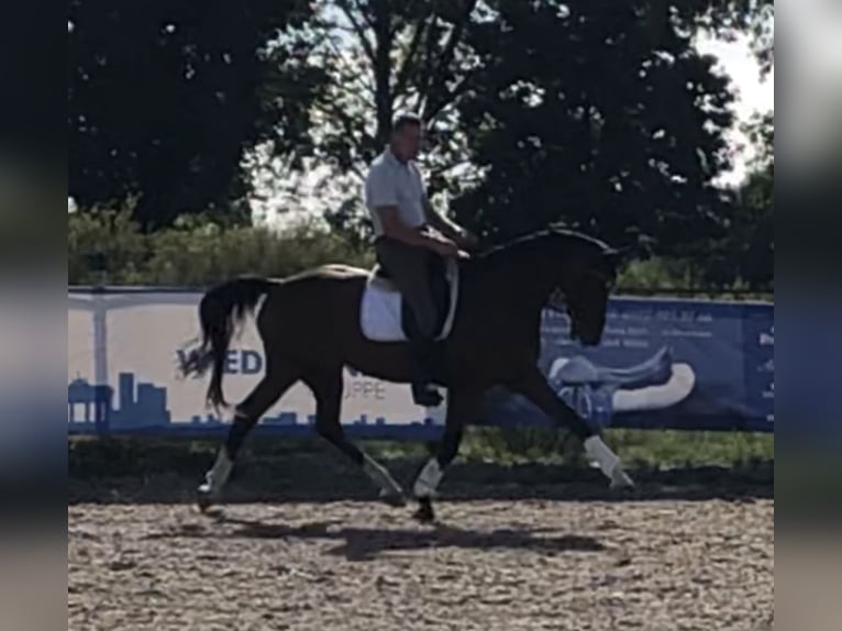 German Sport Horse Gelding 12 years 16,2 hh Brown in Schönwalde-Glien OT Pausin