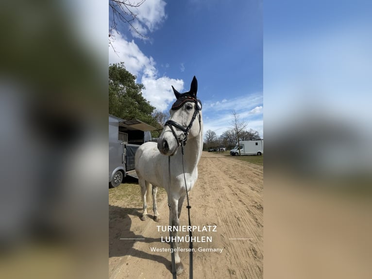 German Sport Horse Gelding 12 years 16,2 hh Grey in Egestorf- Döhle