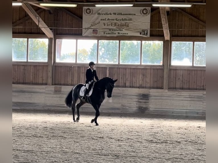 German Sport Horse Gelding 12 years 16,2 hh Smoky-Black in Gräfelfing