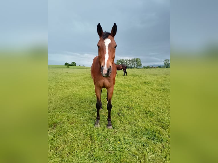 German Sport Horse Gelding 12 years 17 hh Brown in Burggen