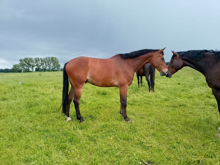 German Sport Horse Gelding 12 years 17 hh Brown in Burggen