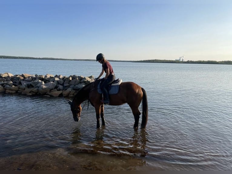 German Sport Horse Gelding 12 years 17 hh Brown in Gro&#xDF;p&#xF6;sna