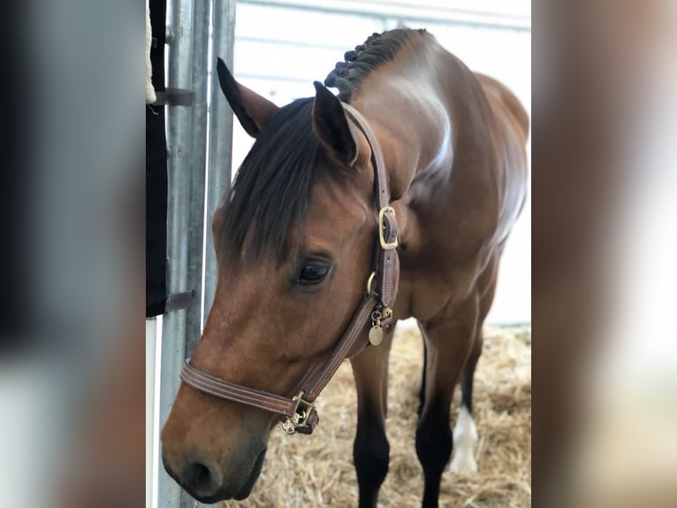 German Sport Horse Gelding 12 years 17 hh Brown in Gro&#xDF;p&#xF6;sna