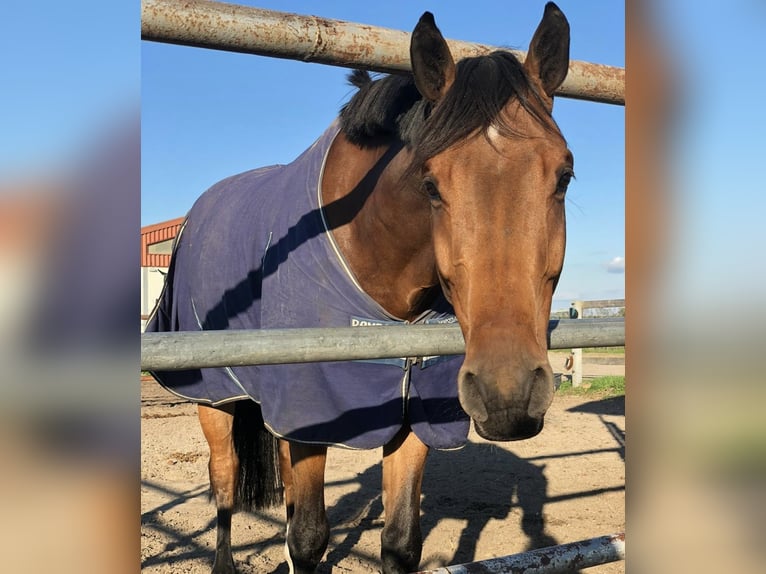 German Sport Horse Gelding 12 years 17 hh Brown in Gro&#xDF;p&#xF6;sna