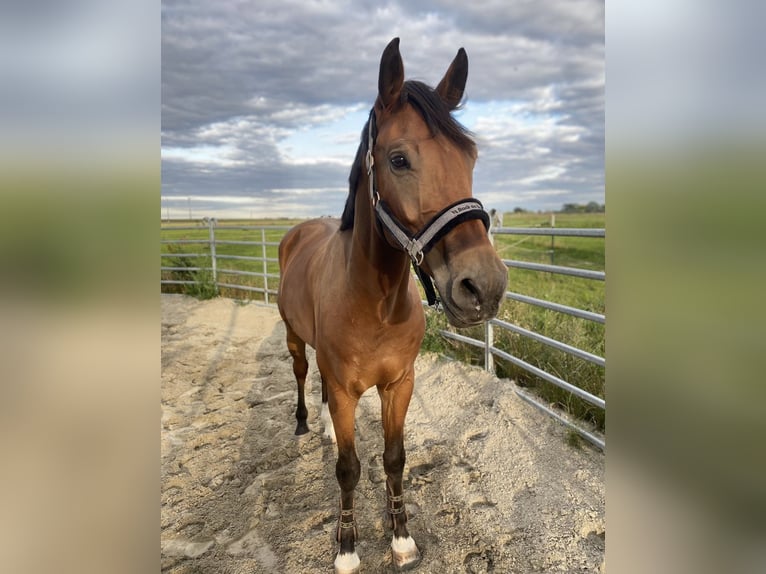 German Sport Horse Gelding 12 years 17 hh Brown in Gro&#xDF;p&#xF6;sna