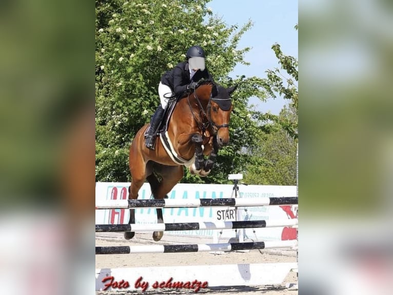 German Sport Horse Gelding 12 years 17 hh Brown in Gro&#xDF;p&#xF6;sna