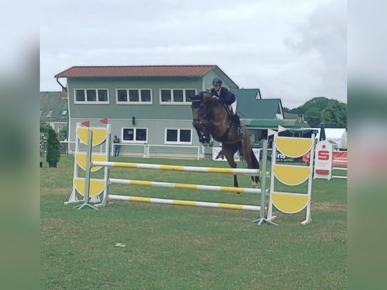 German Sport Horse Gelding 12 years 17 hh Brown in Gro&#xDF;p&#xF6;sna