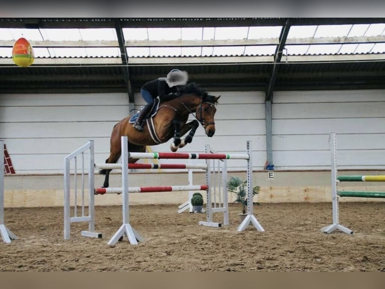 German Sport Horse Gelding 12 years 17 hh Brown in Gro&#xDF;p&#xF6;sna