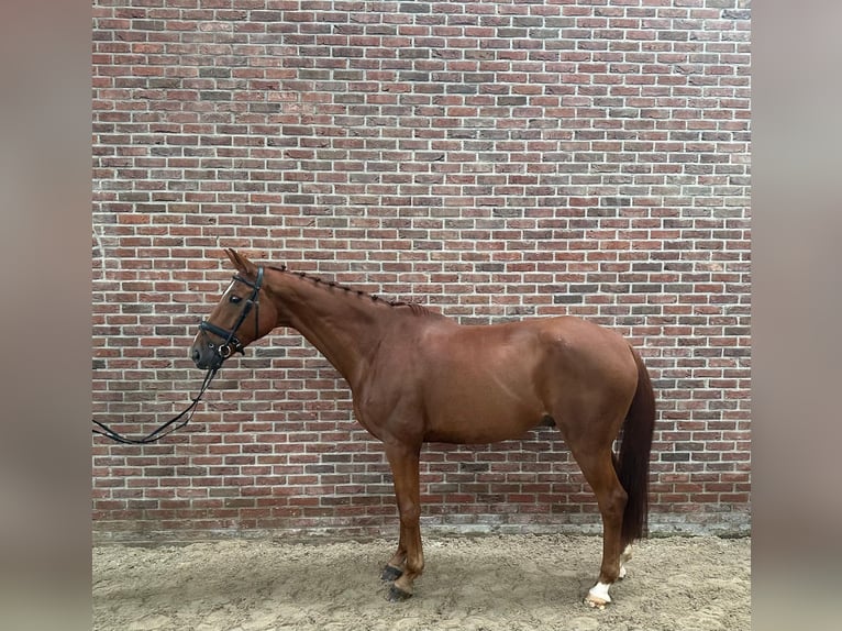 German Sport Horse Gelding 12 years 17 hh Chestnut-Red in GROTE-BROGEL