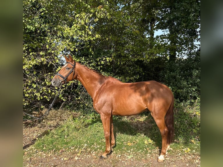 German Sport Horse Gelding 12 years 17 hh Chestnut-Red in GROTE-BROGEL