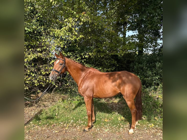 German Sport Horse Gelding 12 years 17 hh Chestnut-Red in GROTE-BROGEL