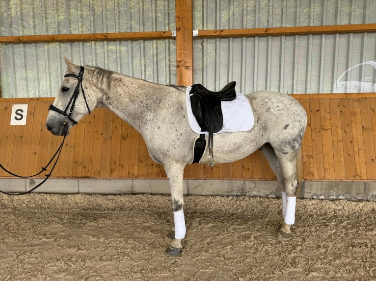 German Sport Horse Gelding 12 years 17 hh Gray in Aying