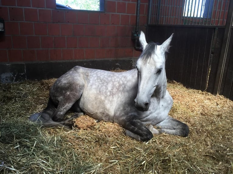 German Sport Horse Gelding 12 years 17 hh Grey in Artern
