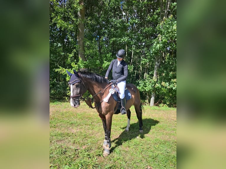 German Sport Horse Gelding 12 years 17 hh Smoky-Black in Eilenburg