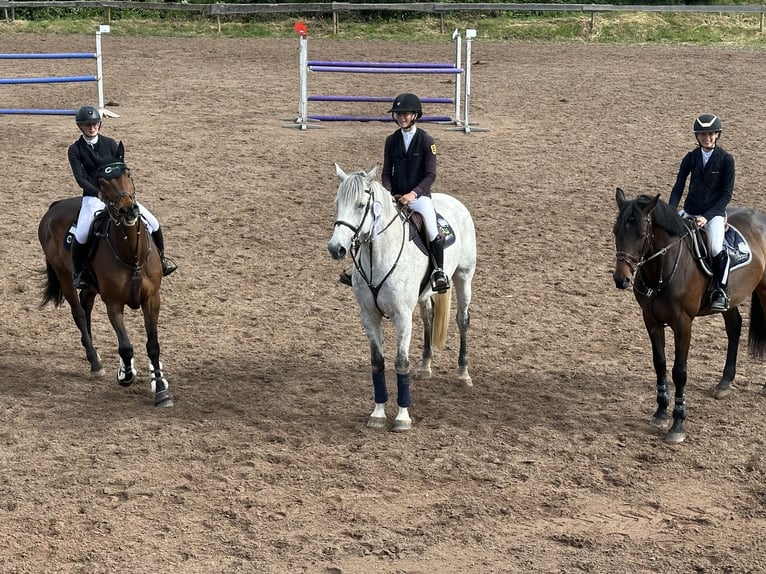 German Sport Horse Gelding 12 years 17,1 hh Grey in Buchen (Odenwald)Wald