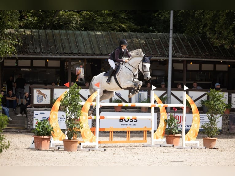 German Sport Horse Gelding 12 years 17,1 hh Grey in Buchen (Odenwald)Wald
