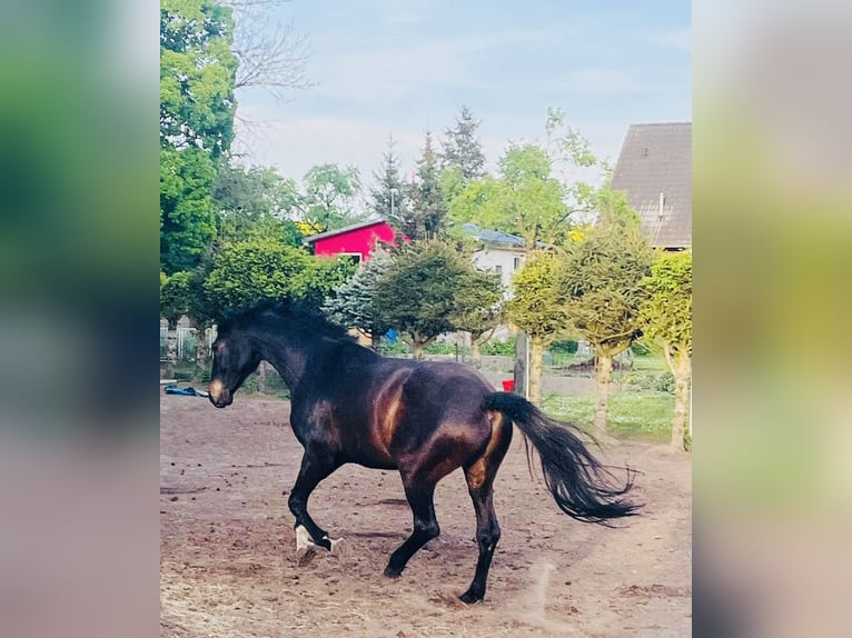 German Sport Horse Gelding 12 years 18 hh Bay-Dark in Neuruppin
