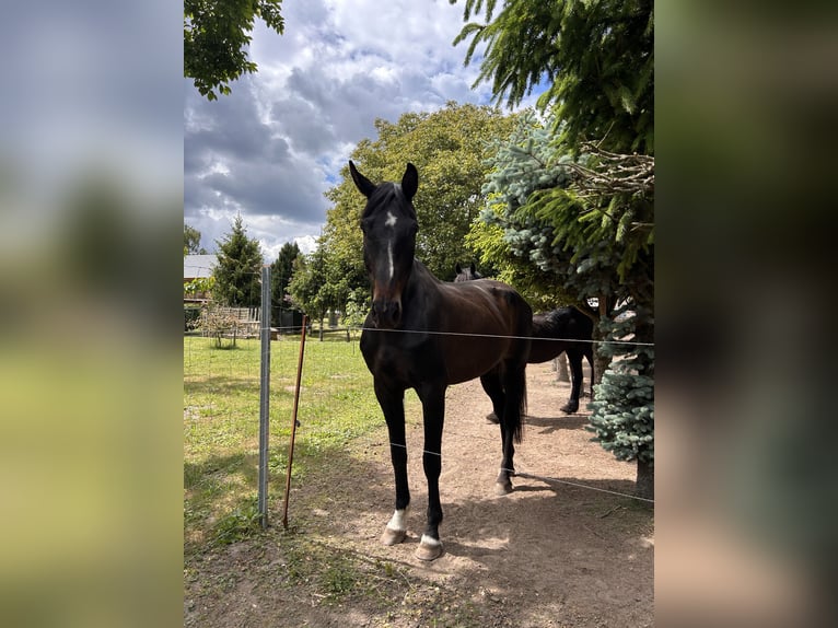 German Sport Horse Gelding 12 years 18 hh Bay-Dark in Neuruppin