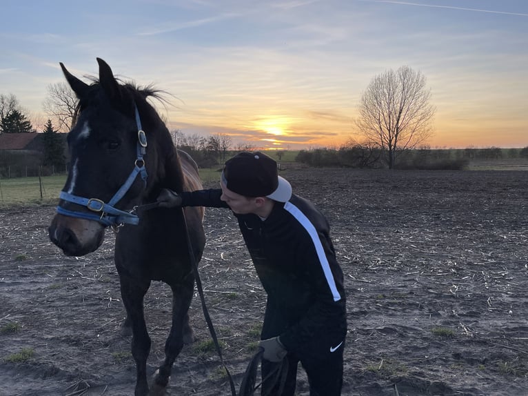 German Sport Horse Gelding 12 years 18 hh Bay-Dark in Neuruppin