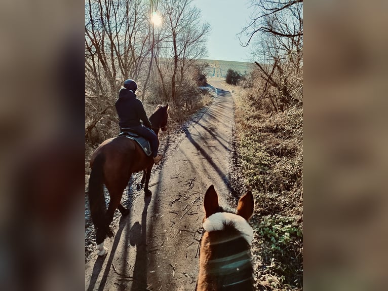 German Sport Horse Gelding 12 years 18 hh Brown in Hallgarten