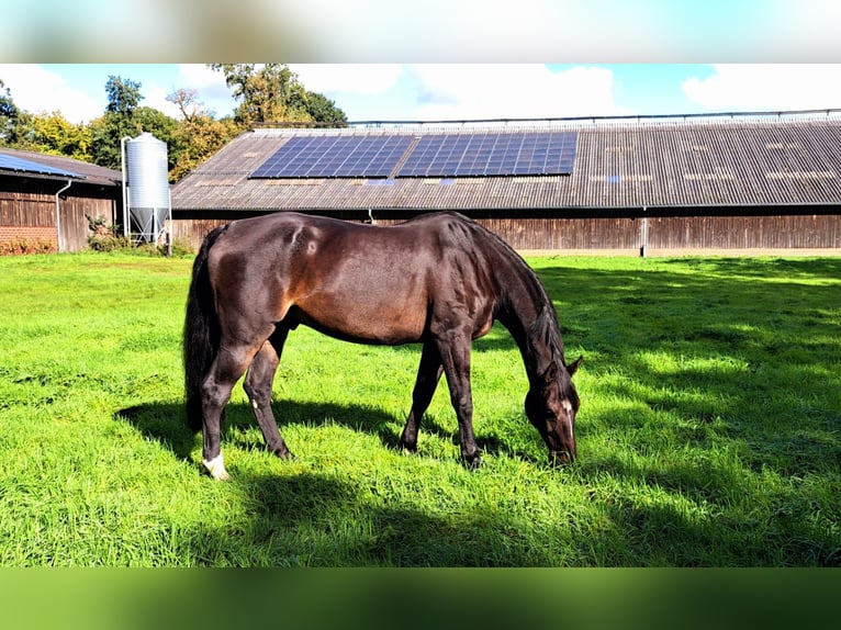 German Sport Horse Gelding 12 years 18,1 hh Bay-Dark in Menslage