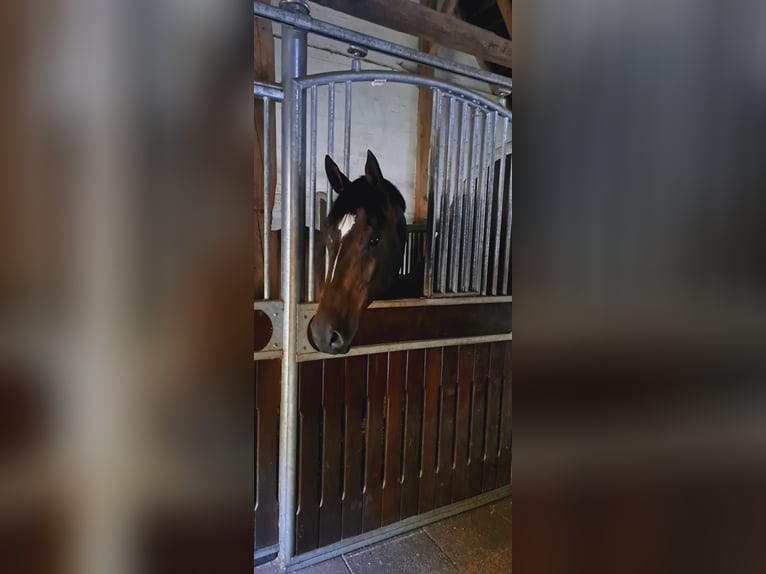 German Sport Horse Gelding 12 years 18,1 hh Bay-Dark in Menslage