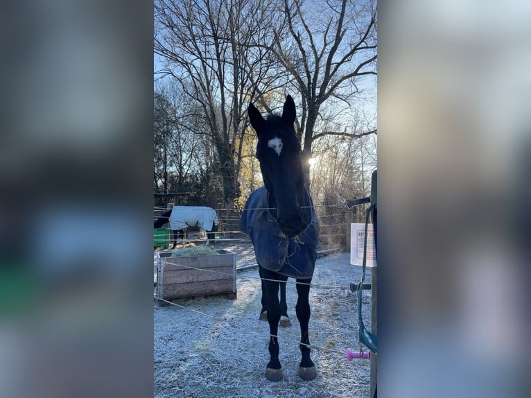 German Sport Horse Gelding 12 years 18,1 hh Smoky-Black in Lauterbach
