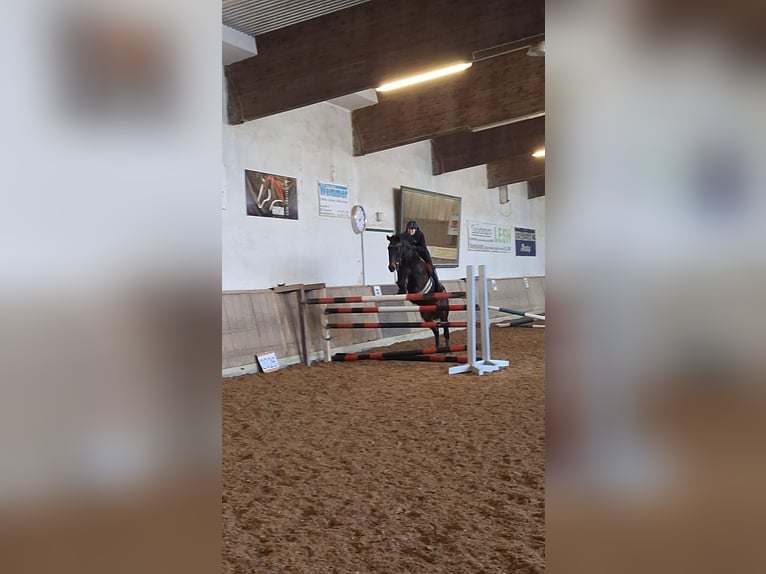 German Sport Horse Gelding 13 years 16.1 hh Bay-Dark in Aislingen