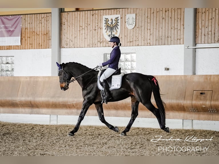 German Sport Horse Gelding 13 years 16.1 hh Bay-Dark in Aislingen