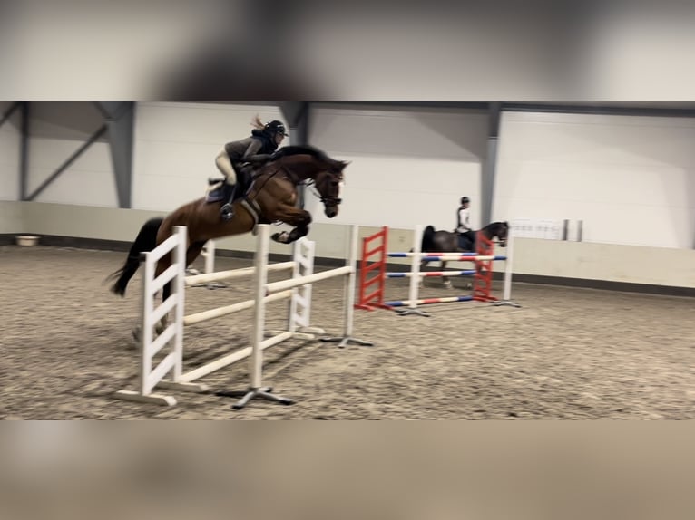 German Sport Horse Gelding 13 years 16.1 hh Bay in Andebu