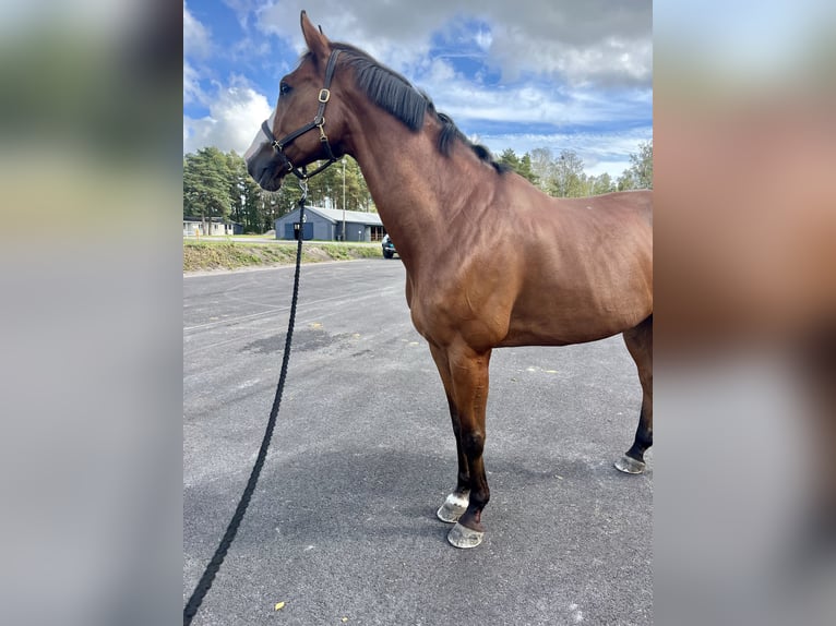 German Sport Horse Gelding 13 years 16.1 hh Bay in Andebu