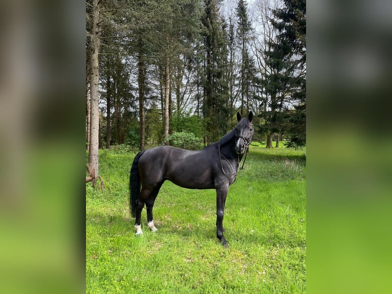 German Sport Horse Gelding 13 years 16,1 hh Black in Schmilau