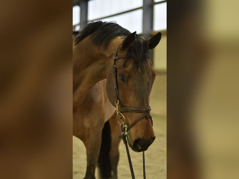 German Sport Horse Gelding 13 years 16.1 hh Brown in Geilenkirchen