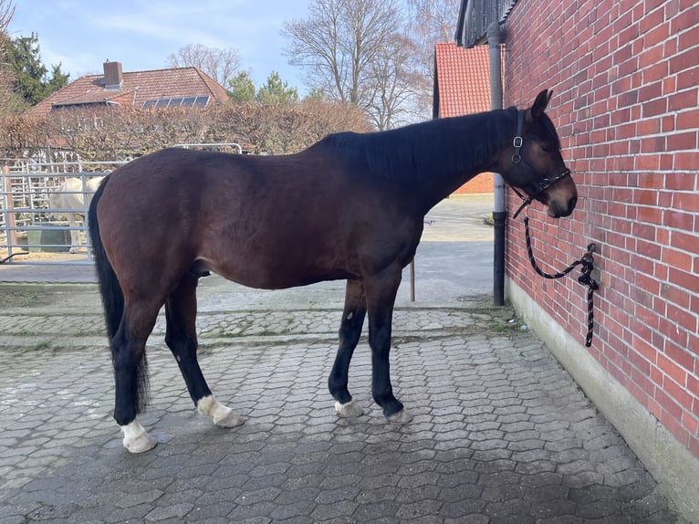 German Sport Horse Gelding 13 years 16.2 hh Brown in Salzgitter Groß MahnerSalzgitter