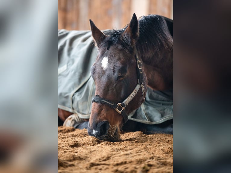 German Sport Horse Gelding 13 years 16.2 hh Brown in Erdweg