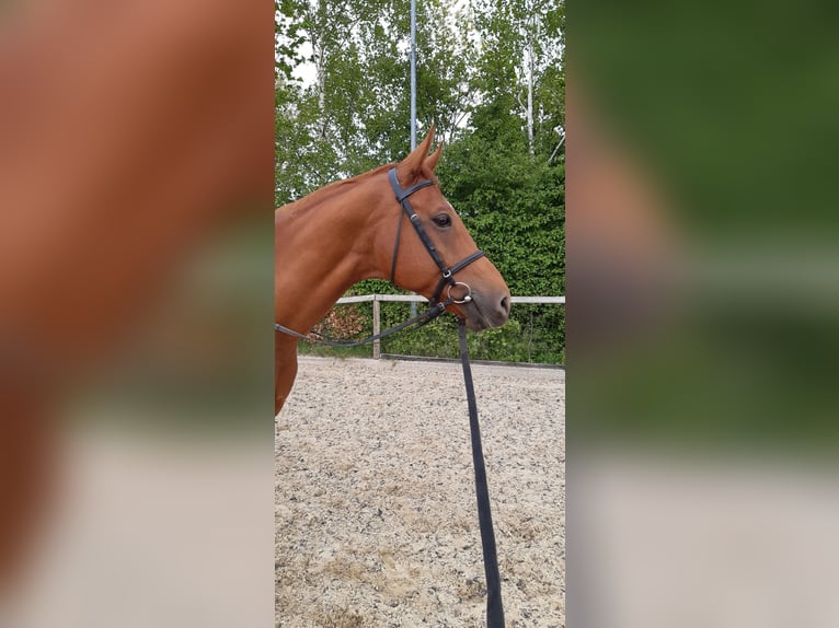 German Sport Horse Gelding 13 years 16,2 hh Chestnut-Red in Genthin