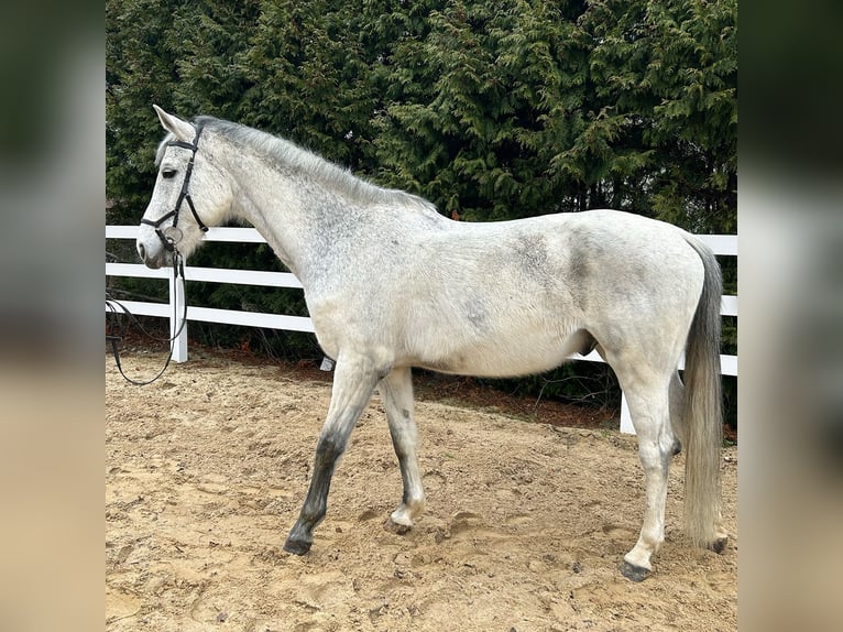 German Sport Horse Gelding 13 years 16,2 hh Gray in Zittau